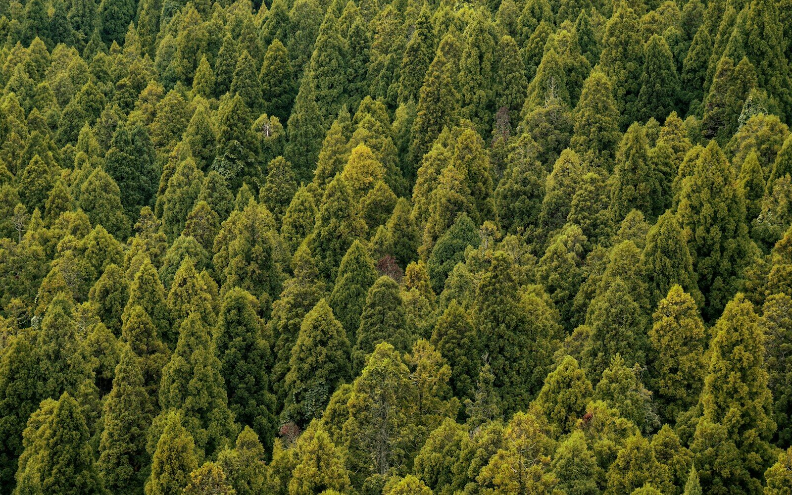 green trees under white sky during daytime